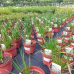 Okrasný cesnak (Allium) ´OSTARA´, kont. C2L
